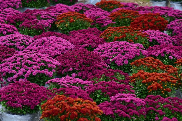 Le spécialiste domotique à ancenis pour un chez-soi connecté